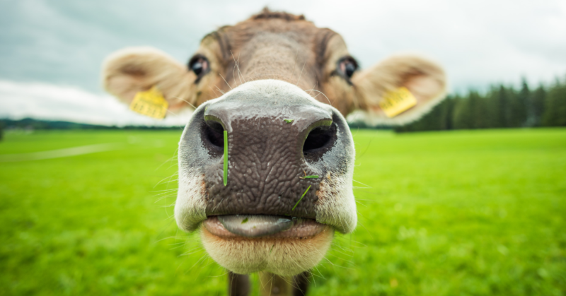 Information Systems for the Dairy Industry - Chortek eBook