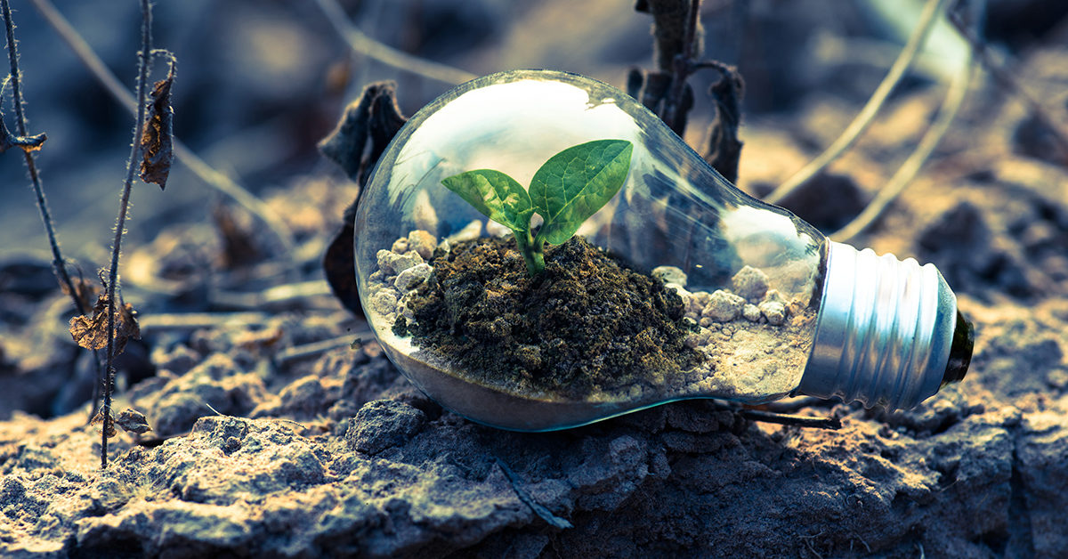 Image of a plant growing inside a lightbulb