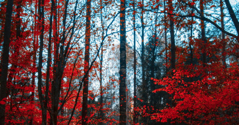 Green Initiatives - Local Resources - Picture of a forest in fall with bright red leaves