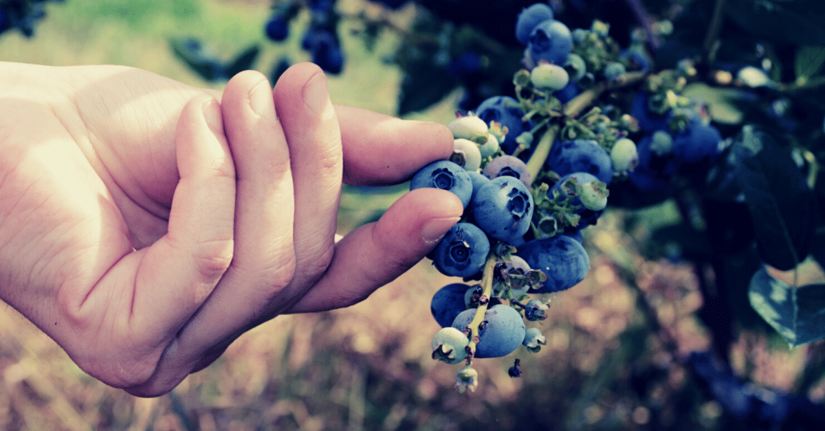 What is a PICK sheet? - Image of a hand picking blueberries