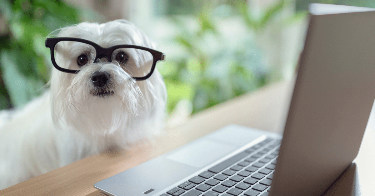 Image of a dog with glasses in front of a laptop - Why Outsource Accounting Services? We Can Learn Your Software.